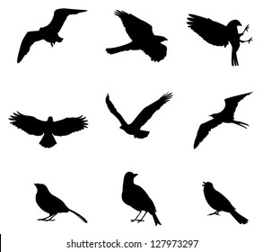 Sets of silhouette birds flying icon, in various species and action expression, create by vector