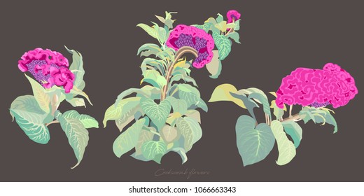 Sets of Tropical cockscomb flowers, isolated on brown background, vintage flat simple vector