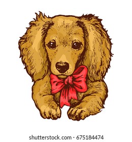 Setter cute puppy dog portrait on white background stock vector illustration