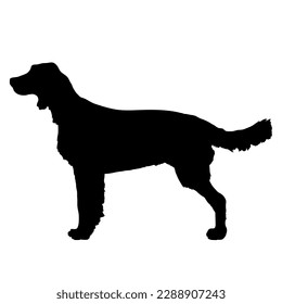 Silueta de Perro Inglés Setter. Mascota. Animal. Vector aislado. Raza de perro