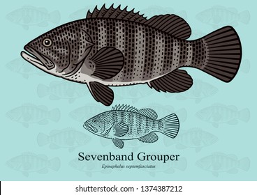 Seven Band Grouper. Vector illustration with refined details and optimized stroke that allows the image to be used in small sizes (in packaging design, decoration, educational graphics, etc.)