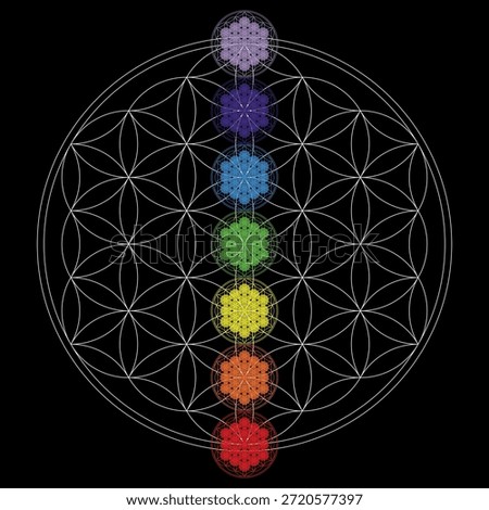 Seven Chakra Flower of Life on Black Background