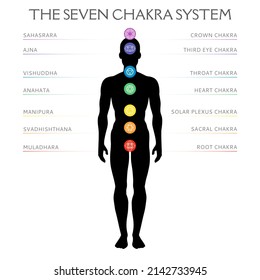 Seven chakra system in human body, infographic with male silhouette, standing man, vector illustration