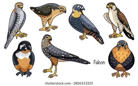 Seven different hand-drawn falcons. Slender birds of prey with hooked beaks. Their plumage combines shades of gray, brown, and reddish-brown on the upper body, with a lighter-colored breast.