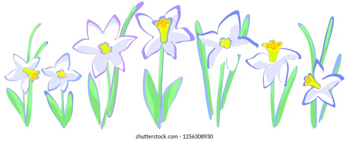 Seven growing spring white hyacinth flowers vector graphics