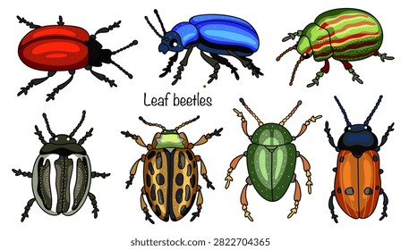 Seven hand-drawn leaf beetles. These are small beetles with convex bodies and smooth, brightly colored wing covers in shades of green, blue, yellow, red, or metallic hues. Isolated color vector.