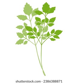 the seven herbs of spring,Japanese parsley, water dropwort