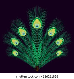 Seven peacock feathers on the dark background