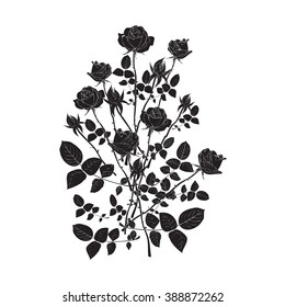 Seven roses, isolated on white background