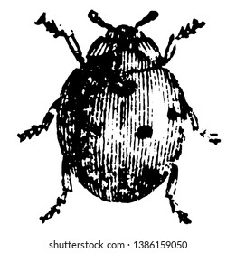 Seven Spotted Ladybug which is one of the most common species of ladybug, vintage line drawing or engraving illustration.
