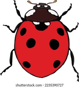 Ilustración de vectores de escarabajo de siete rayitas rojas y negras