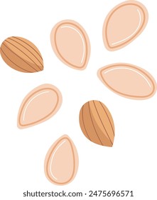 Several almond nuts flat design vector illustration. Healthy snack almonds isolated white background. Nutritional almonds graphic clip art