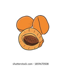 Several apricots and a half with a bone isolated on a white background.  Colored vector illustration for design, posters and print.