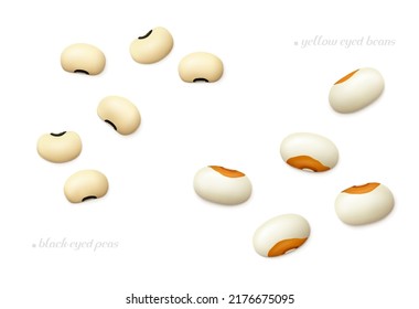 Several black-eyed and Steuben yellow eye beans isolated on white background. Top view. Realistic vector illustration.