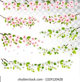 Several blossom of cherry and sakura borders. Vector.
