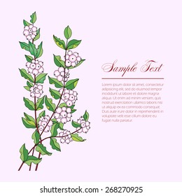 several branches Symphoricarpos