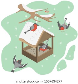 Several bullfinches in a winter park fly and feed in a winter bird feeder.