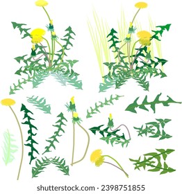 several bushes of yellow dandelions