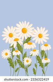 Several chamomile flowers grow. Botanical vector isolated illustration for postcard, poster, invitation, ad, decor, fabric and other uses. Flowers for spring and summer holidays.