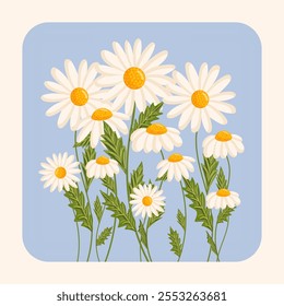 Several chamomile flowers grow. Botanical vector isolated illustration for postcard, poster, invitation, ad, decor, fabric and other uses. Flowers for spring and summer holidays.