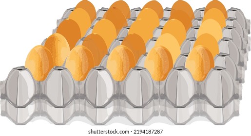 Several chicken eggs are placed on a white background.