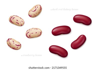 Several dark red kidney and cranberry (roman or borlotti) beans isolated on white background. Top view. Realistic vector illustration.