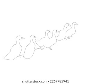 several ducks in a row isolated on white