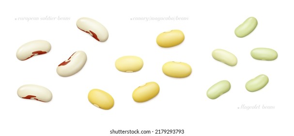 Several european soldier (red eye), canary (mayacoba) and flageolet beans isolated on white background. Top view. Realistic vector illustration.