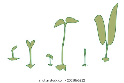Several germinating seeds set over a white background