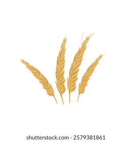 several grains of ripe rice or wheat without background