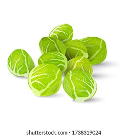 Several heads of fresh Brussels sprouts isolated on a white background. Vector illustration.