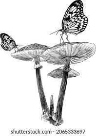 varias setas venenosas incomestibles, mariposas sentadas sobre ellas, esbozar gráficos vectoriales monocromo ilustración en fondo blanco