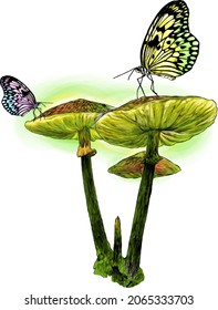 several inedible poisonous mushrooms of fluorescent bright green color, butterflies are sitting on them, sketch vector graphics color illustration on a white background
