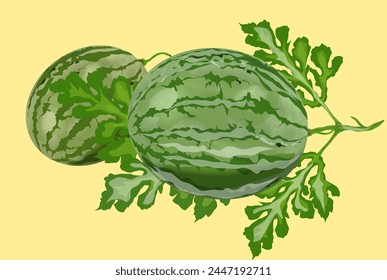 several leafy watermelons on a yellow background