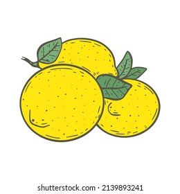 Several lemons with leaves vector illustration. Fruit composition isolated object. Healthy organic food