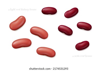 Several light red kidney and seda (Central American) beans isolated on white background. Top view. Realistic vector illustration.