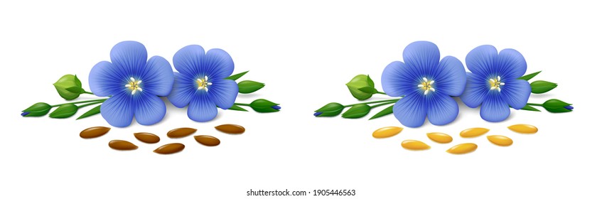 Several lying flax seeds (golden and brown linseeds), two blue flowers, green stem with buds and leaves isolated on white background. Realistic vector illustration.