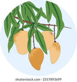 Several mango fruit on a branch with leaves. Vector illustration in flat style with background