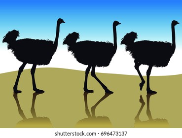 Several ostrich silhouettes in going to the side in profile