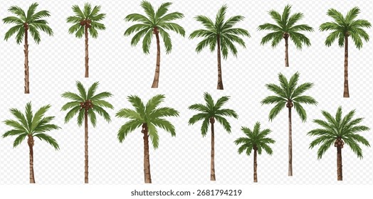 Several palm trees of varying sizes are arranged against a transparent background.