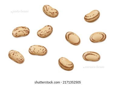 Several pinto and carioca beans isolated on white background. Top view. Realistic vector illustration.