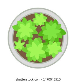 Several plants in the flowerbed. View from above. Vector illustration on a white background.