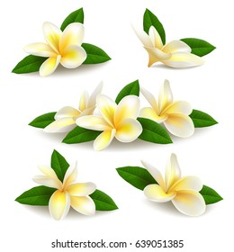 Several realistic white-yellow plumeria (frangipani) flowers with green leaves isolated on white background. Vector illustration. 