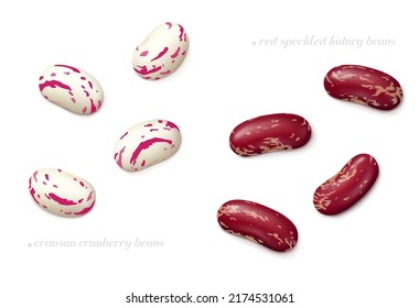 Several red speckled kidney and crimson cranberry (roman or borlotti) beans isolated on white background. Top view. Realistic vector illustration.