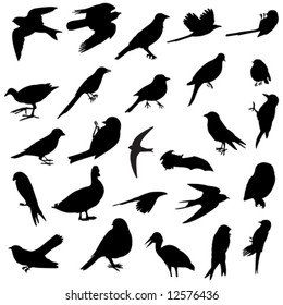 several silhouettes of several birds races