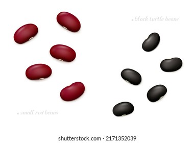 Several small red (Mexican) and black turtle beans isolated on white background. Top view. Realistic vector illustration.