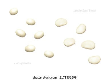 Several small white beans (Baby Lima and Navy). Top view. Realistic vector illustration.