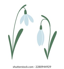 Several snowdrops, first spring flowers, cartoon style. Trendy modern vector illustration isolated on white background, hand drawn, flat design.