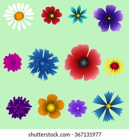 Several species of wildflowers are located separately