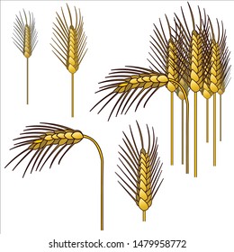 several spikelets of rye that can be used individually or to form a group